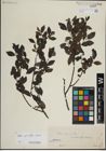 Foto von Salix myrsinifolia Salisb.